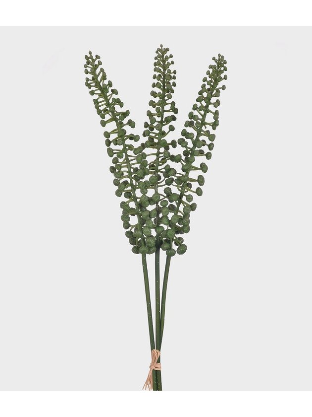 folhas berry verde lili casa e construcao