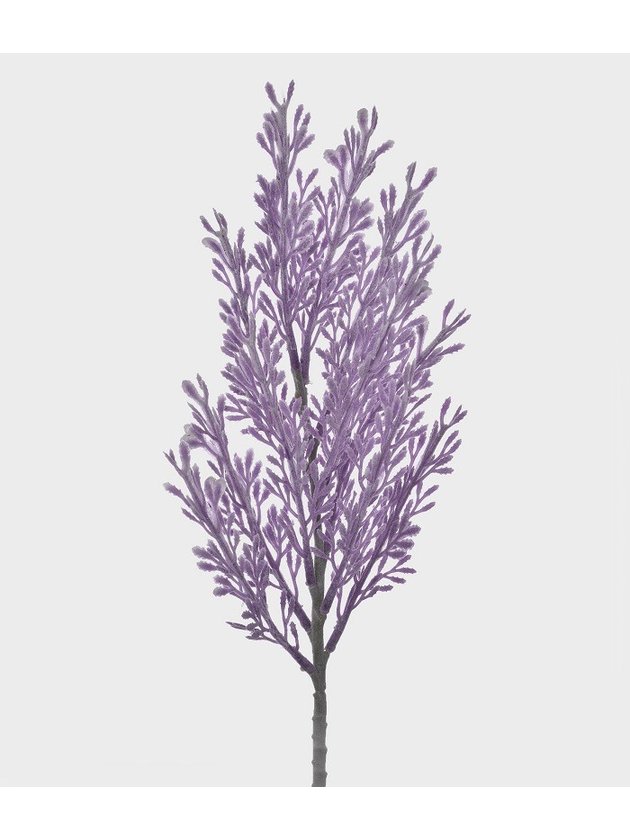 folhas cipreste lavanda lili casa e construcao