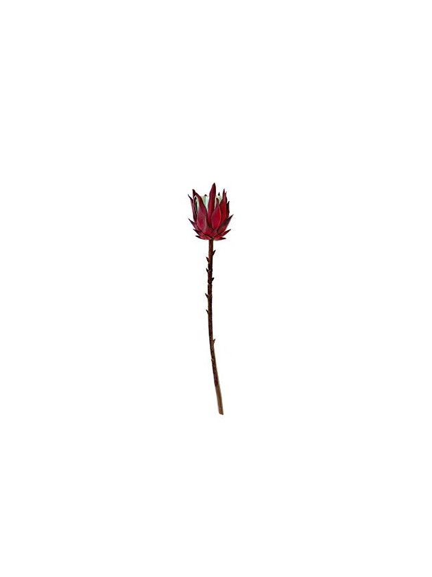 haste proteia silvestre planta artificial lili home decor