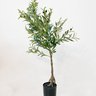 arvore de oliveira media planta toque real lili casa home decor