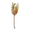 haste de protea desidratada lili casa home decor