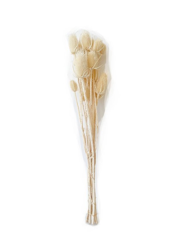 haste de chicoria desidratada lili casa home decor