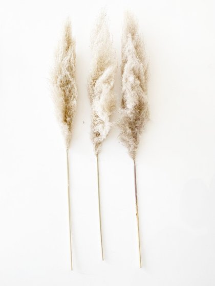 pampas decorativas naturais lili casa kit 3 hastes