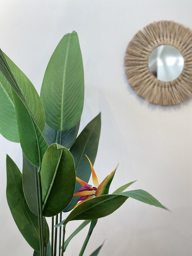 estrelicia toque real lili casa