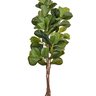 51171 004 ficus