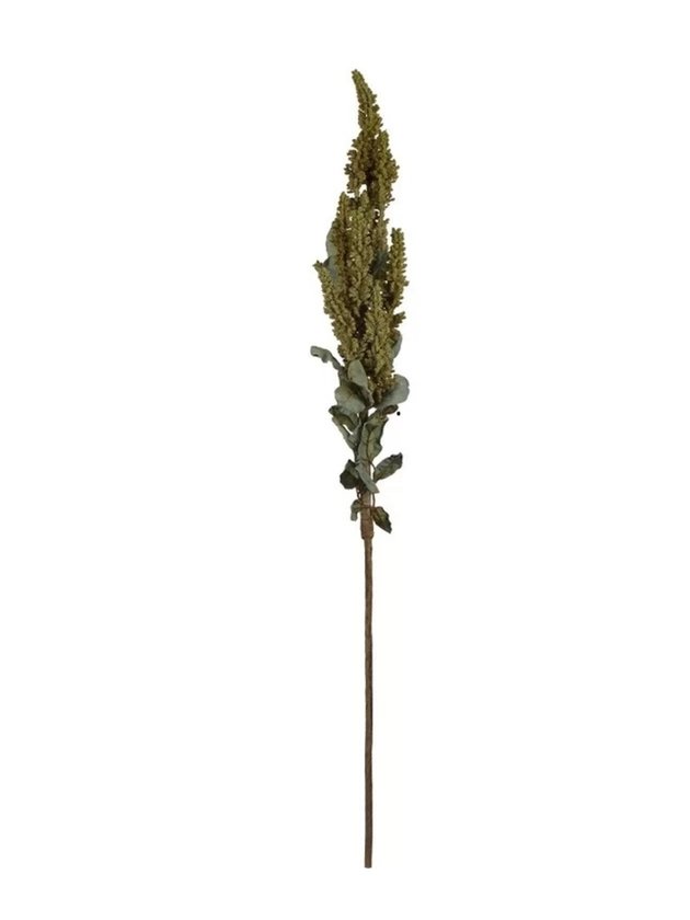 haste astilbe Verde 4 1