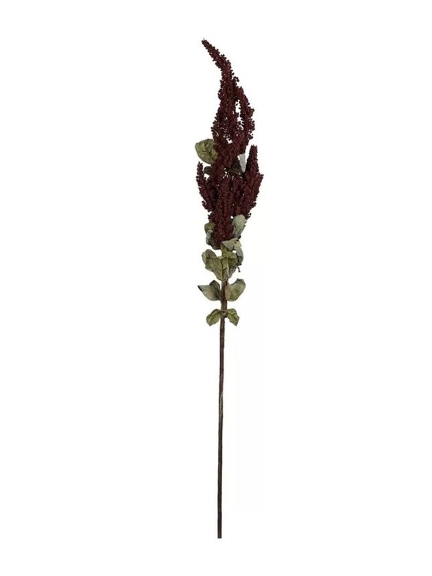 haste astilbe Bordo 3 1